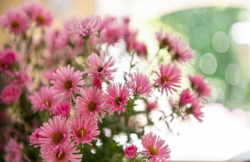 Cosy holiday home with garden - Foto 32