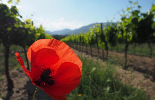 Le Clos des Eucalyptus - Foto 25