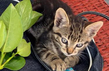 Casa 1-Quinta dos Penedos - Foto 46