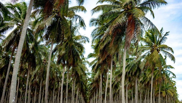 Escursione a Lucena e le scogliere di Bonsucesso - Foto 5