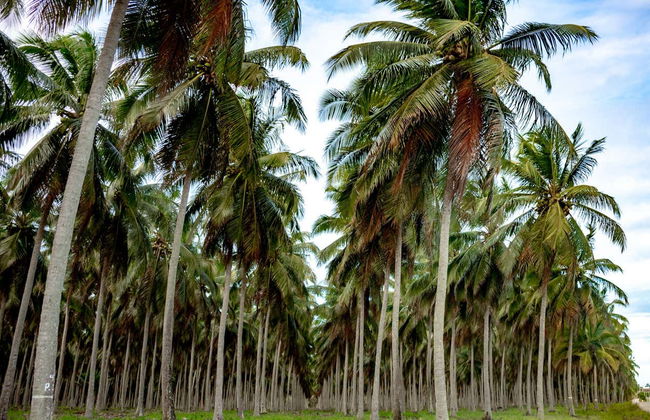 Escursione a Lucena e le scogliere di Bonsucesso - Foto 5