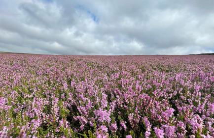 Fern Cottage - Cosy Dales Cottage in Nidderdale - Photo 43