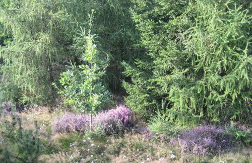 HuizeFrankenau - Foto 27