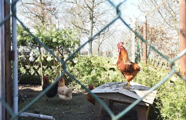 Cozy Apartment in Rerik With Sea Near - Foto 41