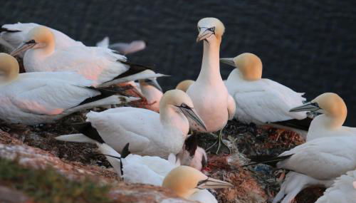 Gaestehaus Cap Hoorn - Foto 5