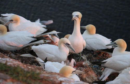 Gaestehaus Cap Hoorn - Foto 5