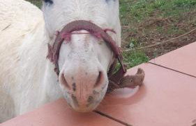 MASIA CAN SUNYER AGROTURISMO - Foto 26