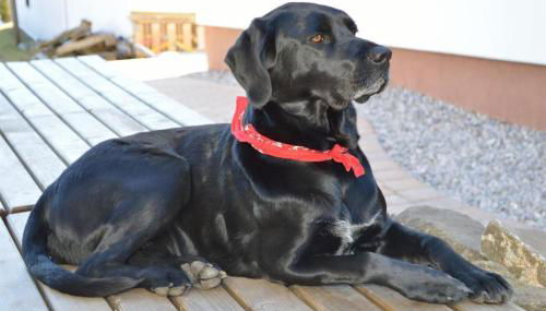 Ferienhof Haug - Foto 3