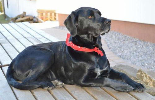 Ferienhof Haug - Foto 3