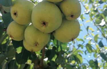 Horta das Laranjas - Foto 18