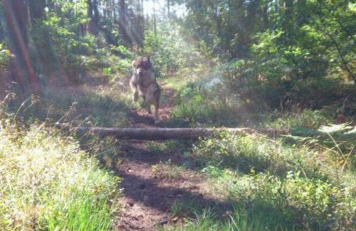 Holiday Home Finnhaus by Interhome - Foto 35