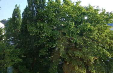 Ruhiges Appartment am Stadtpark - Foto 1