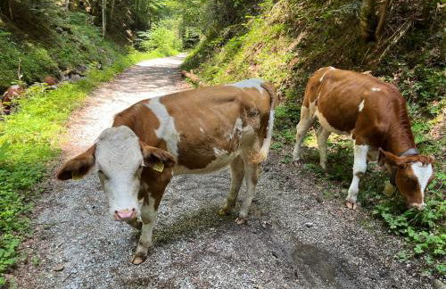 DAS KIRCHBICHL - stylisch lässig, mit eigener Sauna - Foto 41
