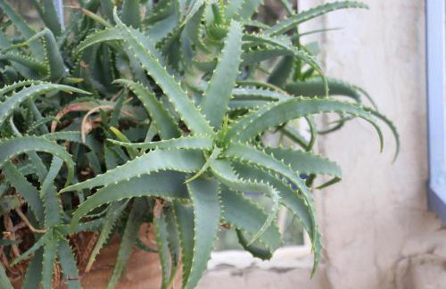 Villa Krassi - Foto 42