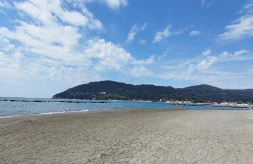 Helianthus - Photo 45