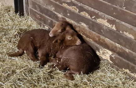 Ferienwohnung Lama - Foto 20
