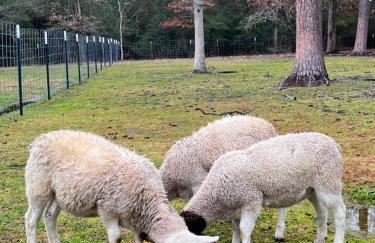 Country Getaway 4 Bedroom Resort in 10 Acre Lot - Foto 22