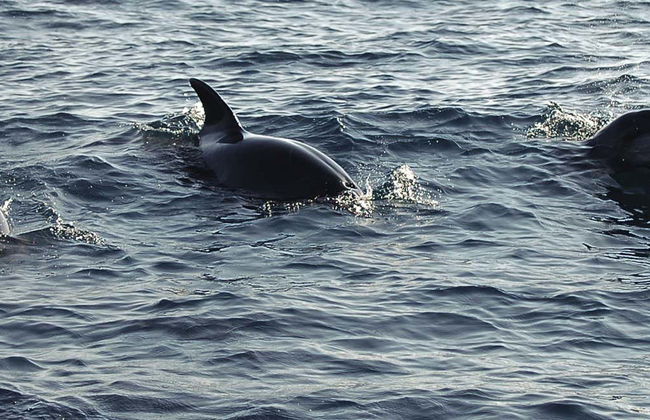 Trip to Puerto El Morro with Dolphin Watching - Foto 7