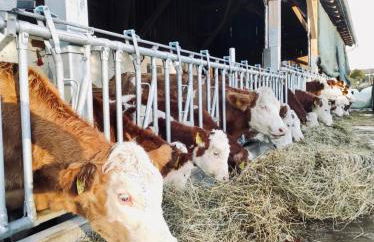 Moarhof Hackling - Ferienwohnung Anian - Foto 22