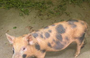 Hotel Fazenda Bonanza - Foto 44