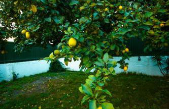 Poolemonhouse - Foto 65