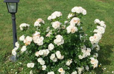 Villetta le Rose - Foto 29