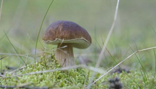 Apartment for two Only 20 m From Boruja Lake in Rekowo - Foto 3