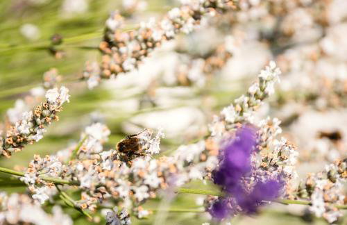 Garden Cottage, Crail - Foto 54