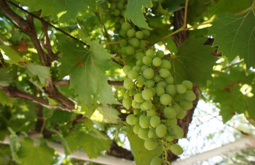 Apartments Segedin - Foto 17