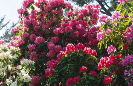 The Purcell House by Avantstay Surrounded in Lush Greenery w/ Large Yard & Ocean Views - Foto 86