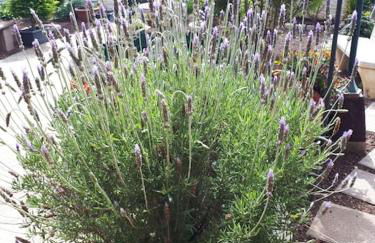 Apartamento tranquilo en una casa con jardín - Foto 13