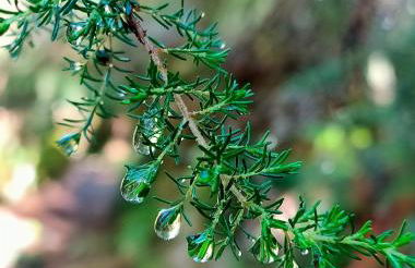 Casa da Rapadoira - Foto 40