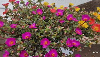 Haus Pusteblume - Foto 5