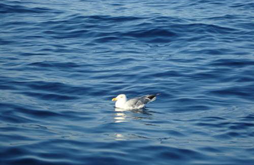 Apartment Korina Vela Luka Gradina - Photo 47