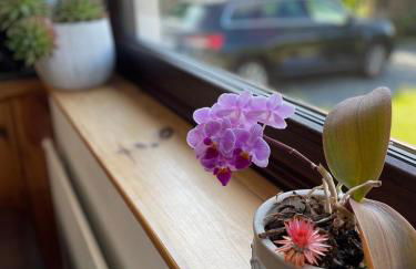 Casa Marcu Wohnung 2 EG - Foto 13