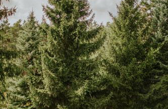 Przylesie 12 - Foto 26