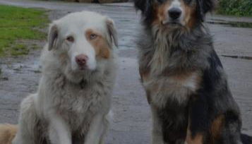 Ferienhof-Meyer - Foto 4