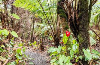 Pahoehoe- Hale Kumu La'au at Volcano - Photo 18