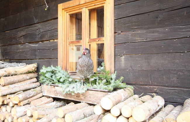 Sprawling Mansion Near Ski Area in Salzburg - Foto 33