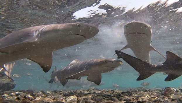 Lemon sharks in Shark Bay