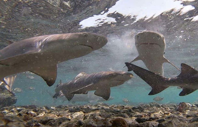 Avistamiento de tiburones limón en la isla de Sal - Foto 4