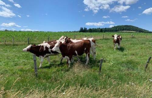 Lac de Naussac - Foto 33