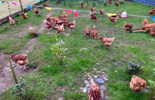 Seaview luxury pod - Photo 31