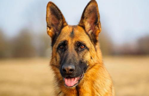 Villa in Lanzac with Private Garden - Foto 35