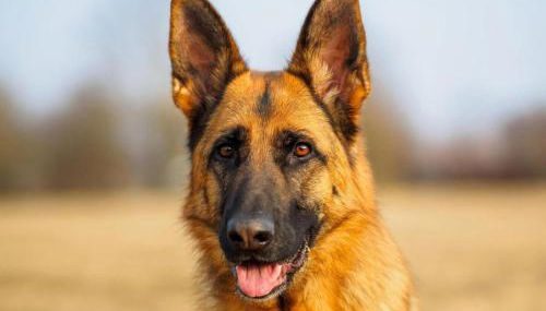 Spacious Apartment in Madfeld with Private Terrace - Foto 2