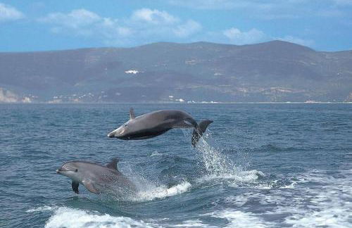 Preia-Mar Duplex Setúbal Miradouro - Foto 50