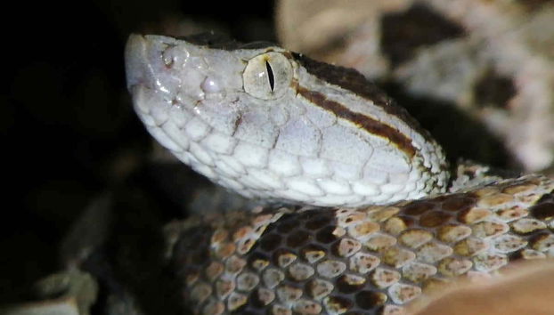 Night Walk in a Private Reserve - Foto 4