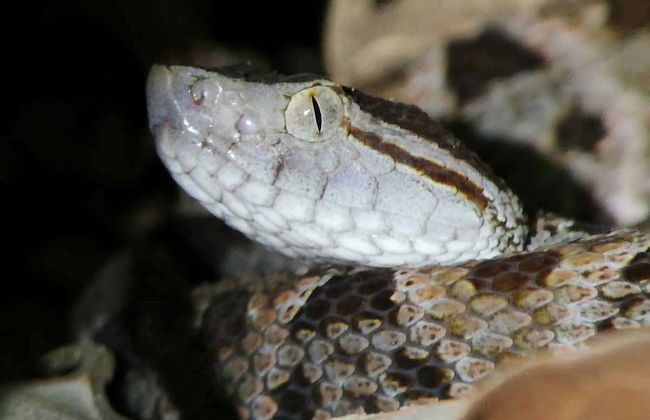 Night Walk in a Private Reserve - Foto 4