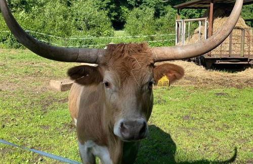 Holla die Waldfee - Foto 34