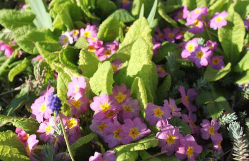 Les Chanterelles La souris des champs - Foto 30